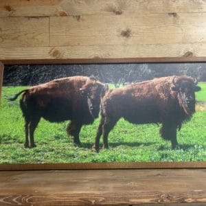 Buffalo Stance by Edwin Hipsher- Wall Decor 44x22