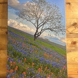 Blooming Horizons by Janice M Hipsher- Wall Decor 24x36